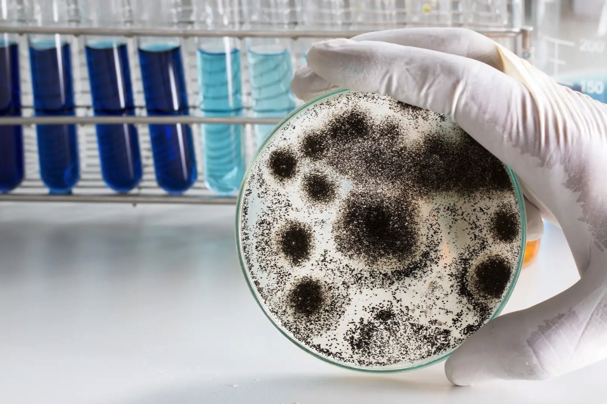 Petri dish with mold